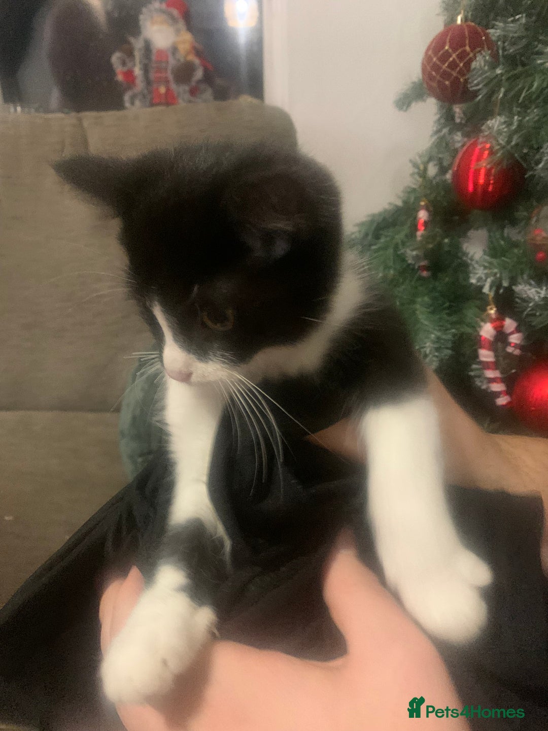 Domestic Shorthair cats for sale: 😸 Kitten For Sale 😸 - Advert 2