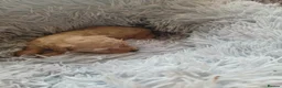 Cavapoo dogs for sale: Beautiful Rare F1B cavapoo puppies  - Advert 11