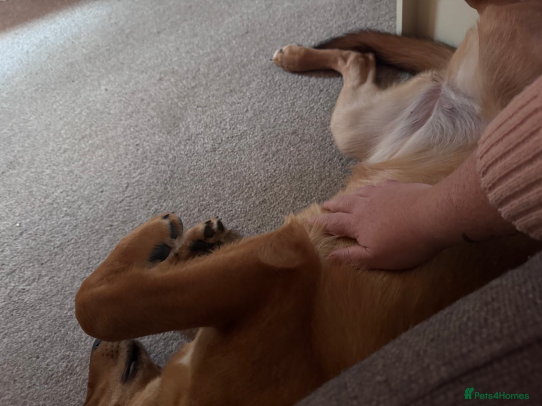 Mixed Breed dogs for sale: Loving and energetic  - Advert 6