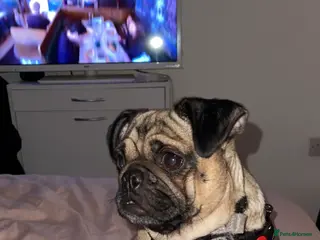 Pug dogs 🐾 Loving Home Needed for Minnie 🐾 - Advert 16