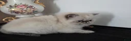 Persian cats for sale: ✨ Stunning Persian Kittens – 1 Girl & 2 Boys ✨ - Advert 10
