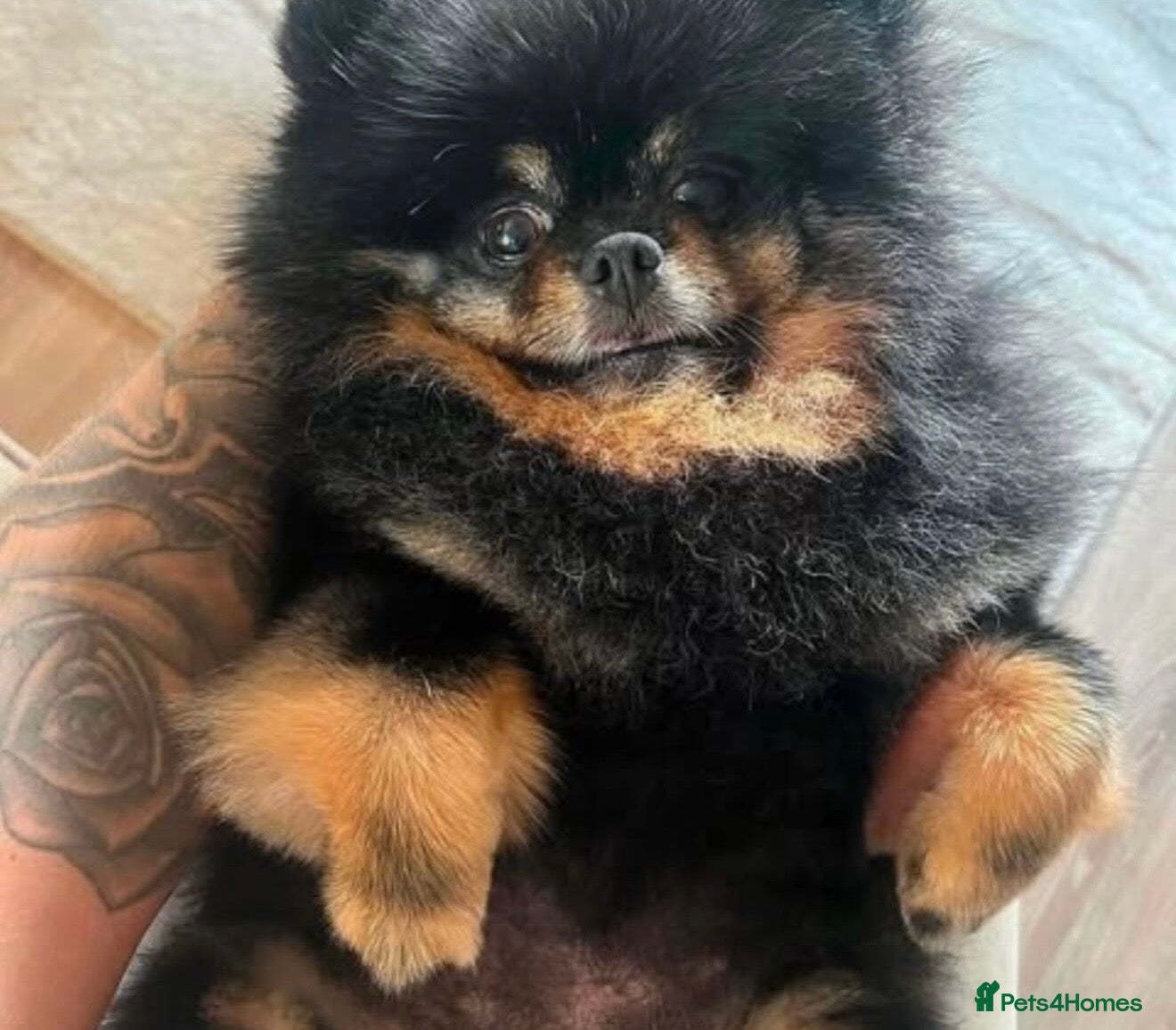 Pomeranian dogs 5 YEAR OLD GIRL - Advert 3