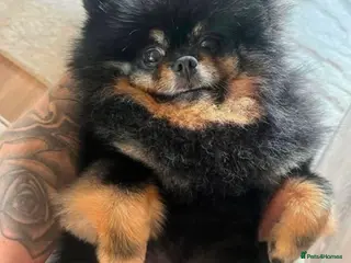 Pomeranian dogs 5 YEAR OLD GIRL - Advert 5