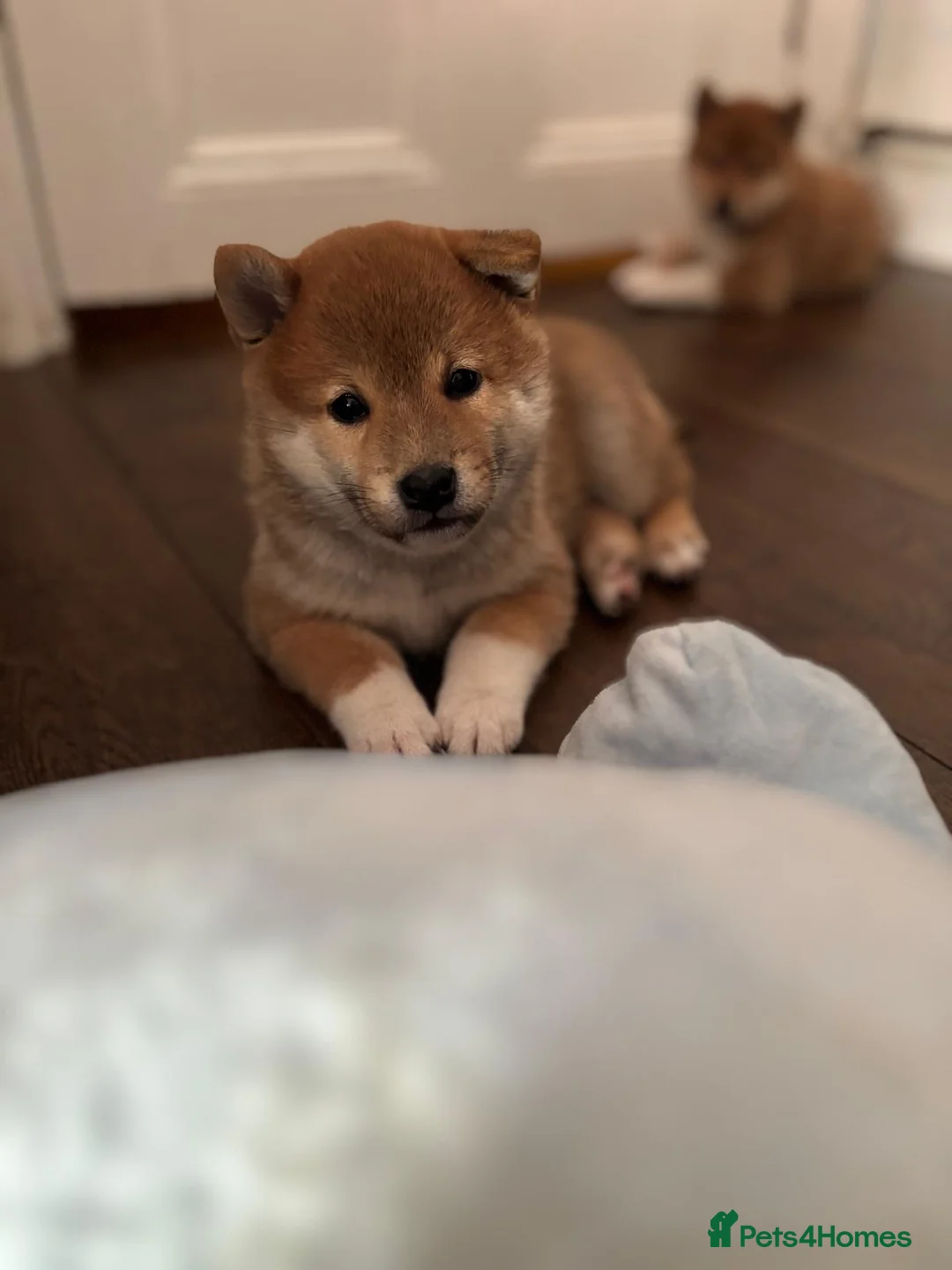 Japanese Shiba Inu dogs for sale: KC REGISTERED SHIBA INU RED PUPPIES FOR SALE - Advert 1