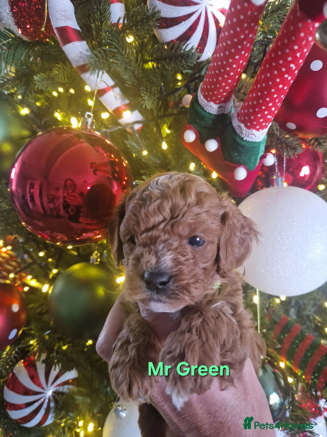 Cavapoo dogs for sale:  1 boy remaining. Health tested stunning cavapoos - Advert 36