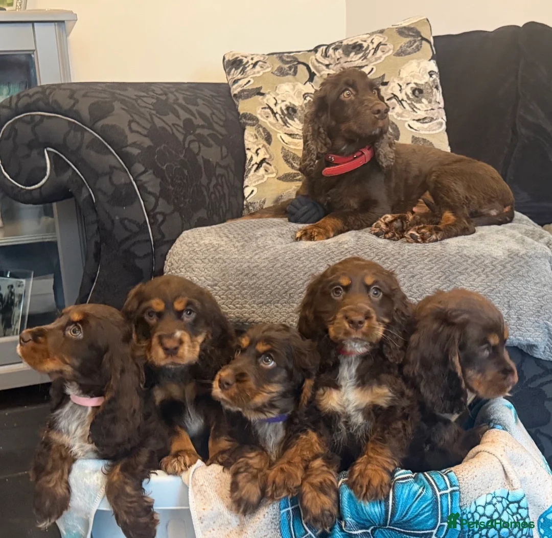 Cocker Spaniel dogs for sale: Chucky KC Cocker Spaniel Pup’s Ready Now - Advert 1