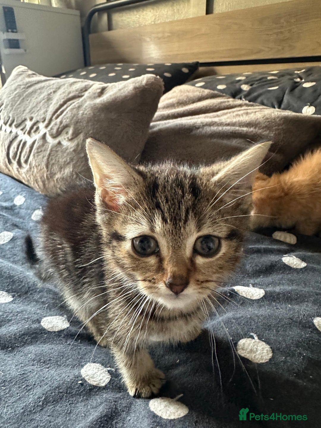 Mixed Breed cats for sale: Kittens - Image 7
