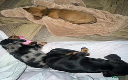 Miniature Dachshund dogs for sale: AMAZING MINIATURE DACHSHUNDS PUPPIES - Image 1
