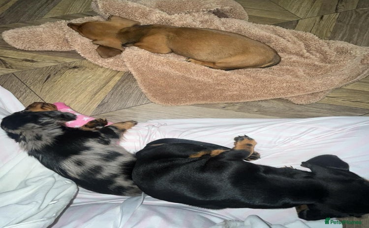 Miniature Dachshund dogs - Advert 1