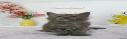 Maine Coon cats for sale: Only one stunning kitten left.  - Advert 12