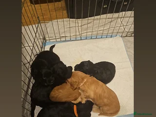 Cockapoo dogs Only 4 Cockapoo puppies left - Advert 2