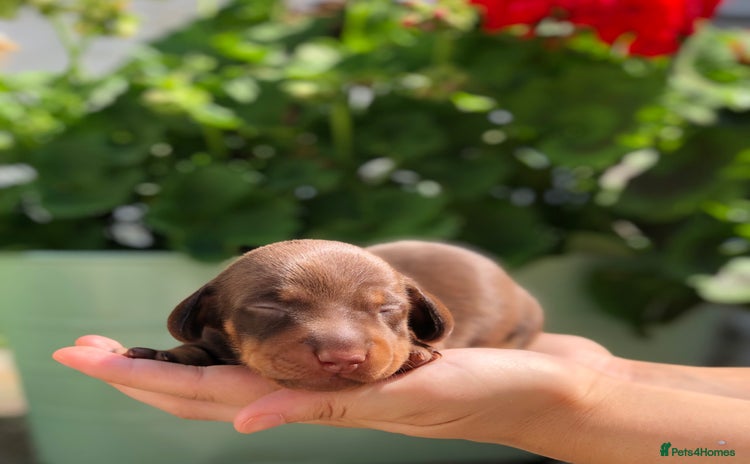 Miniature Dachshund dogs - Advert 4