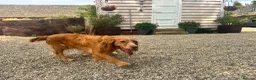 Cockapoo dogs for sale: Stunning Standard Cockapoos  - Advert 5