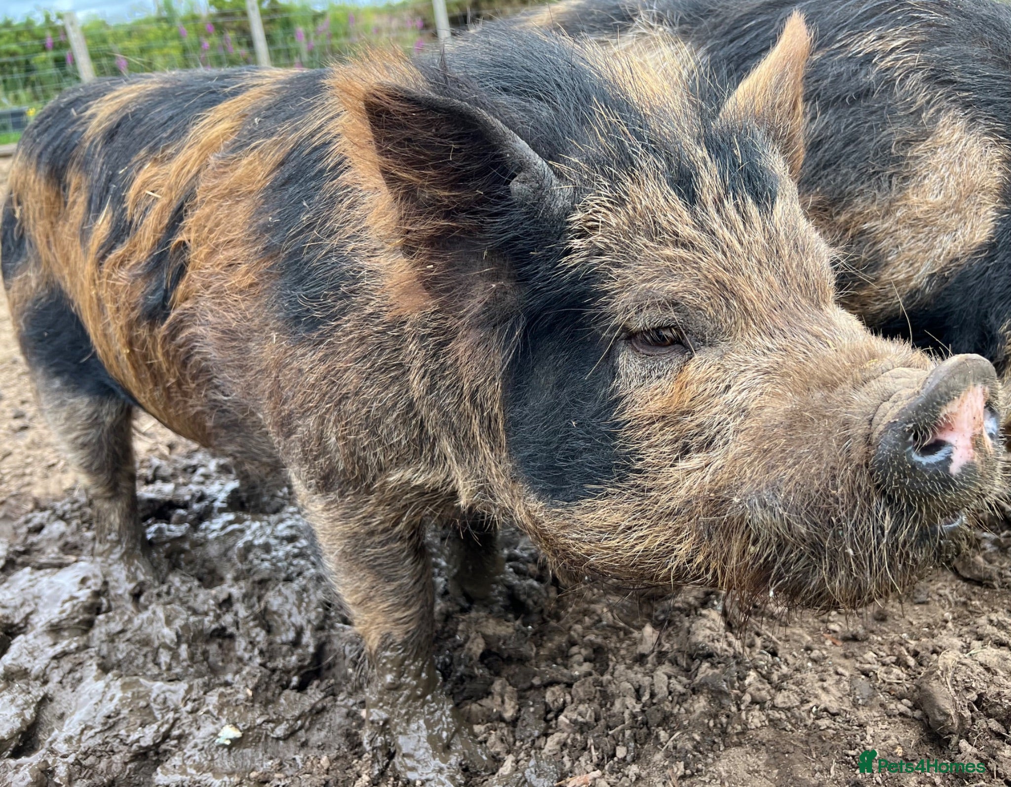 Pig livestock Intact Kune Kune/Juliana boars - Advert 2