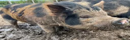 Pig livestock for sale: Intact Kune Kune/Juliana boars - Advert 2