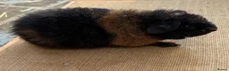 Guinea Pig rodents for sale: Stunning Teddy Boars - Advert 3