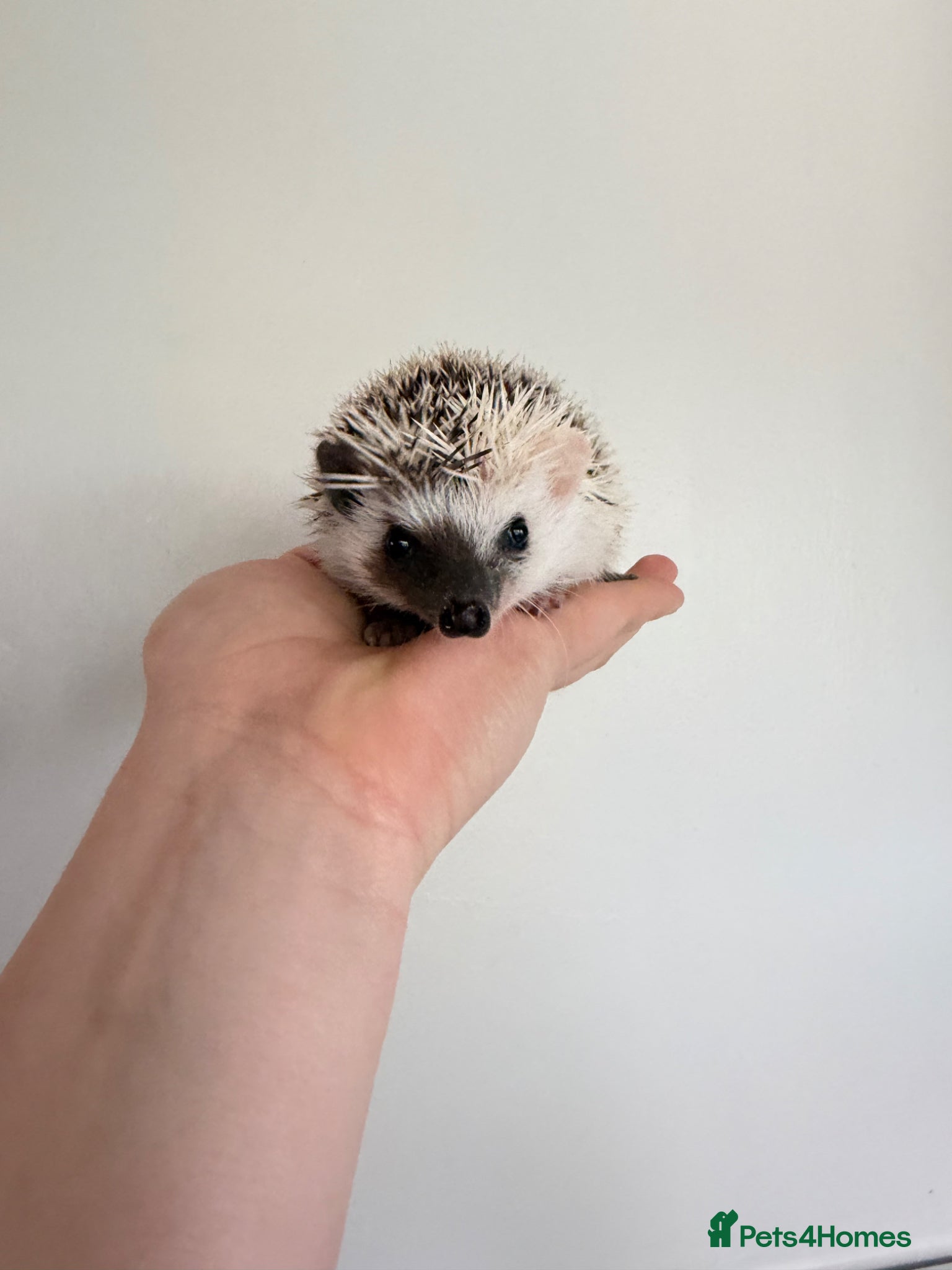 Pygmy Hedgehog rodents African Pygmy hedgehogs- split face available now. - Advert 14