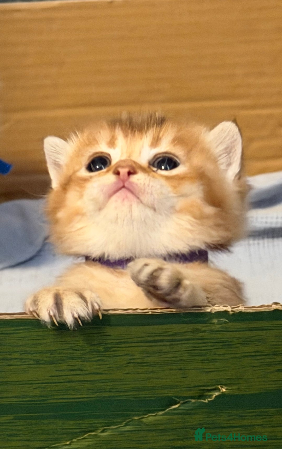 British Shorthair cats for sale: Stunning BSH golden silver kittens TICA - Image 19