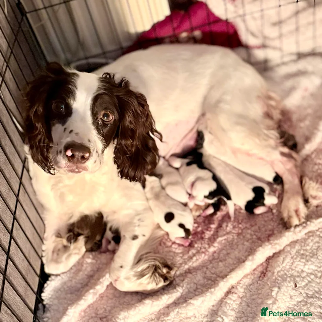 Springador dogs for sale: Beautiful Springador Puppies – 4 Weeks Old  - Advert 3