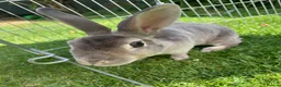 Rex rabbits for sale: 🐰 5 week old Pure bred mini Rex 🐰  - Advert 12