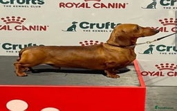 Miniature Dachshund dogs for stud: MINIATURE DACHSHUND -Crufts qual & champion lines in Atherstone - Image 1