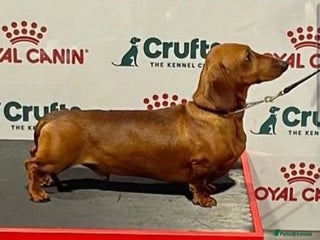 Miniature Dachshund dogs in Atherstone - Advert 36