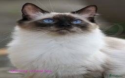 Ragdoll cats for sale: Stunning GCCF Registered Heart Melting Affection - Image 33