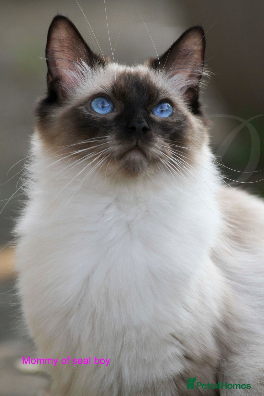 Ragdoll cats for sale: Stunning GCCF Registered Heart Melting Affection - Image 33