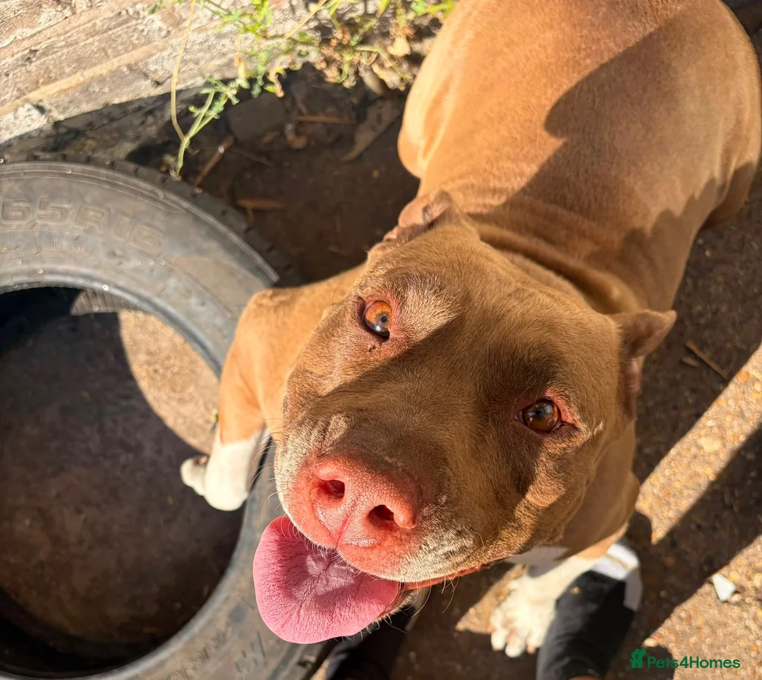 Mixed Breed dogs for sale: Dog for sale  - Advert 1