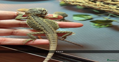 Bearded Dragon reptiles - Advert 14