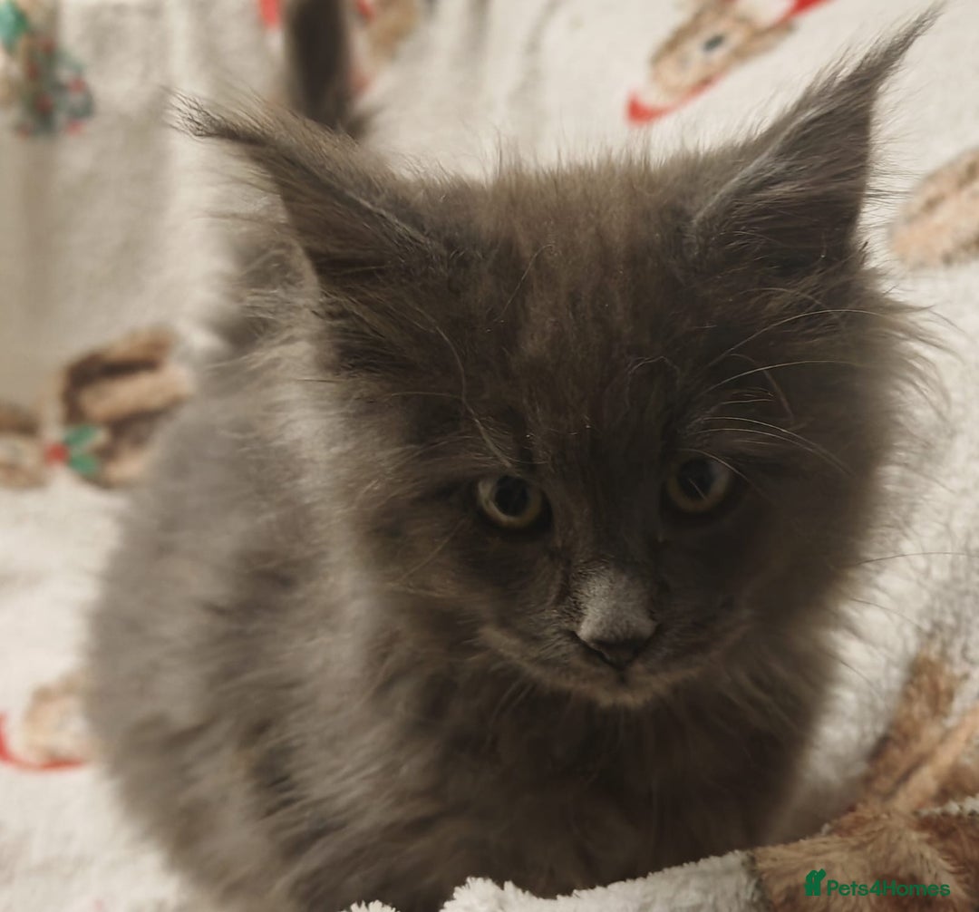 Maine Coon cats for sale: Beautiful Maine coon kittens - Image 17