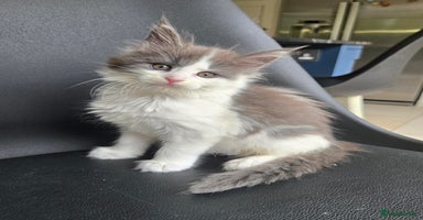 Maine Coon cats - Advert 10