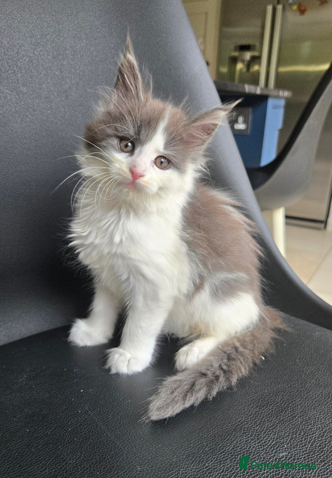 Maine Coon cats for sale: GCCF Registered female  - Image 6