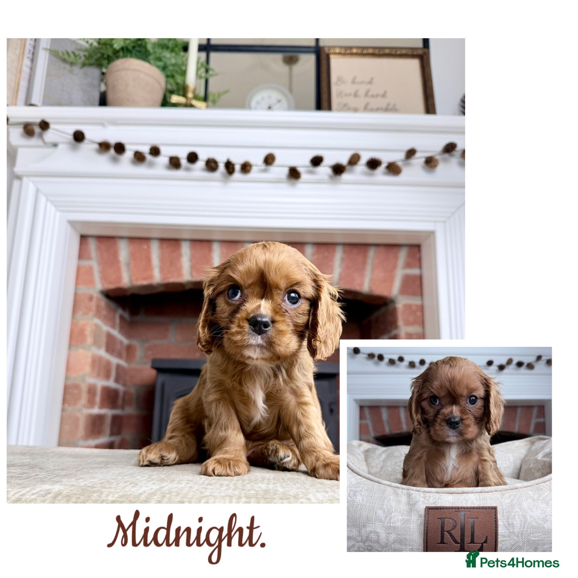 Cavalier King Charles Spaniel dogs KC registered Cavalier King Charles Spaniel.  - Advert 1