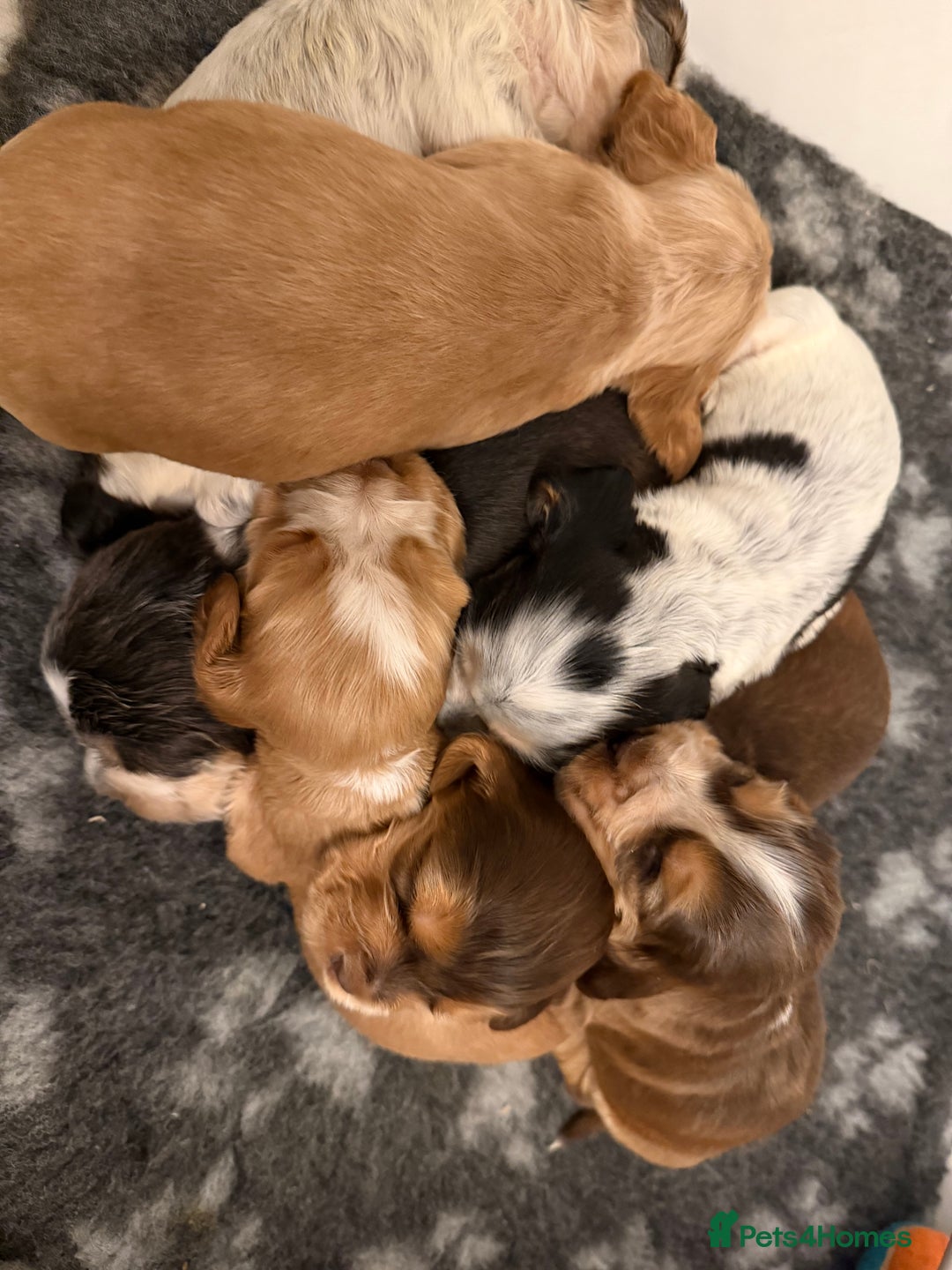 Cocker Spaniel dogs for sale: 🐶Rizi Bizi 🐶🐾 full pedigree show spaniels🐾  - Advert 6