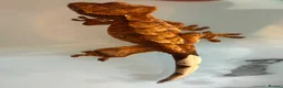 Gecko reptiles for sale: Baby Crested Geckos in Grimsby - Advert 3
