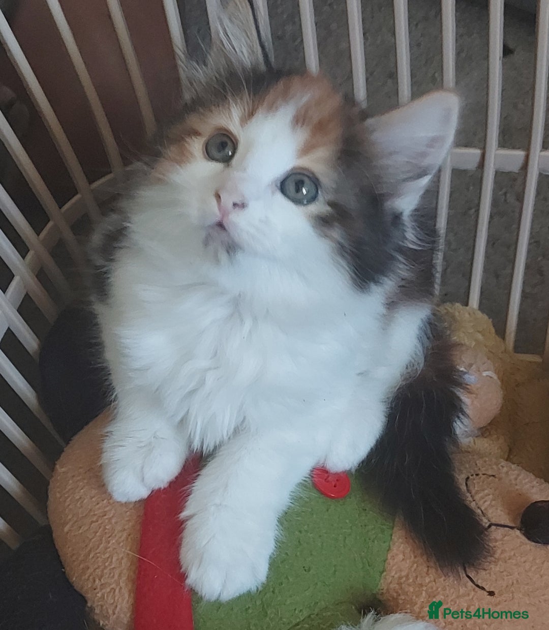 Mixed Breed cats for sale: Beautiful kittens - Image 11