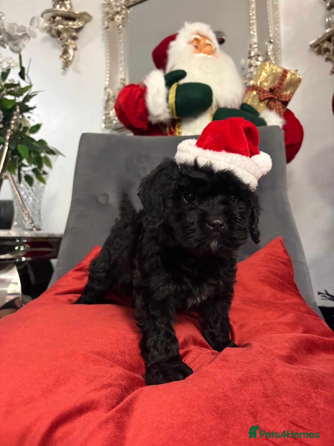 Cavapoo dogs for sale: Cavapoo puppy one beautiful little girl left   - Advert 5