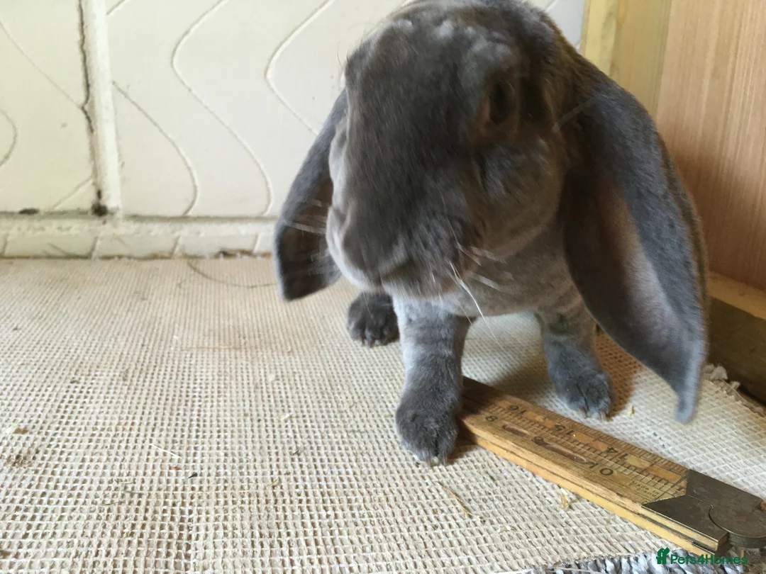 English Lop rabbits for sale: Velveteen Lop (male) - Advert 3