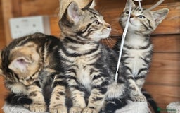 Bengal cats for sale: Adorable Half Bengal Kittens - Image 9