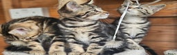 Bengal cats for sale: Adorable Half Bengal Kittens - Advert 11
