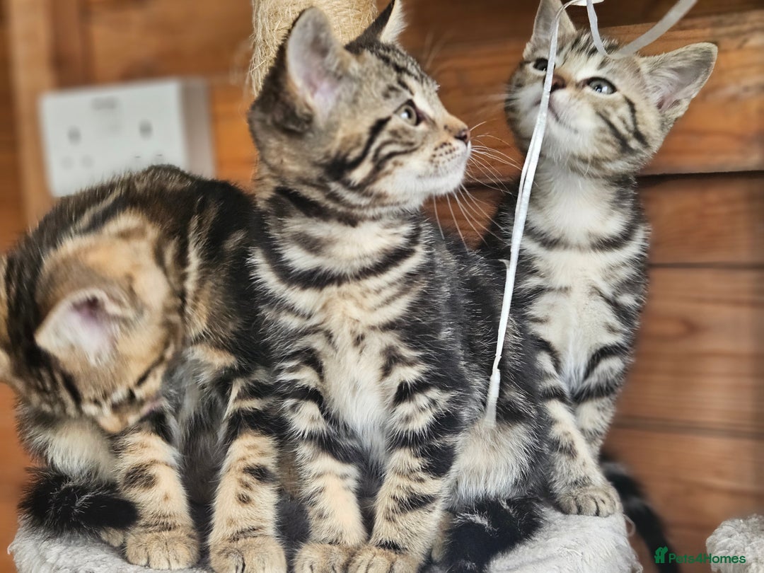Bengal cats for sale: Adorable Half Bengal Kittens - Image 9