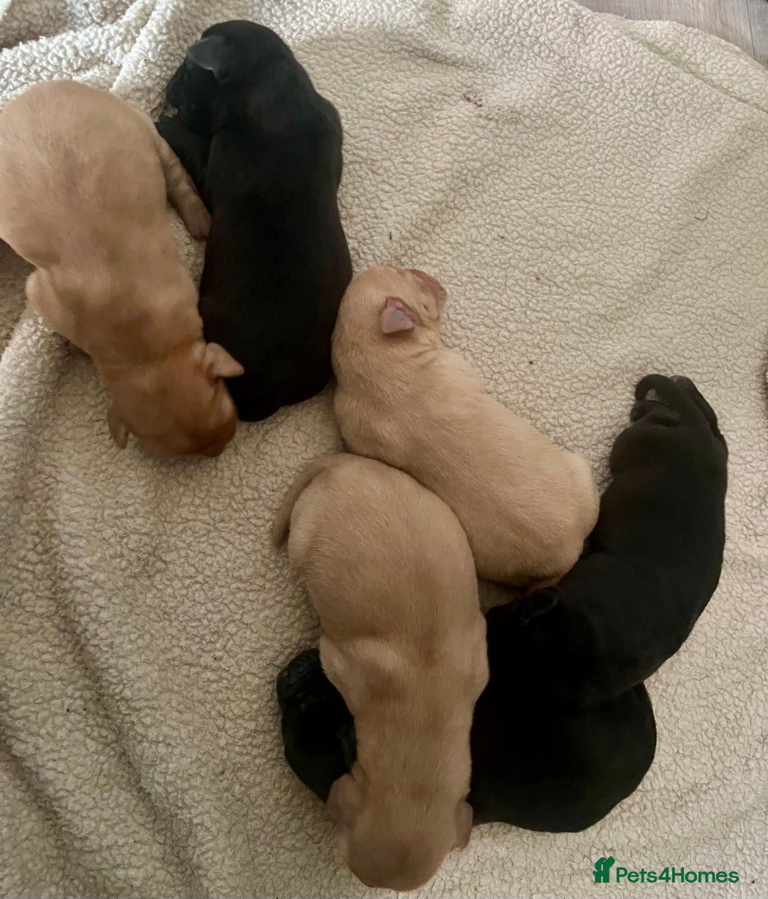 Labrador Retriever dogs for sale: Labrador puppy’s pups pup puppies puppy  - Advert 3
