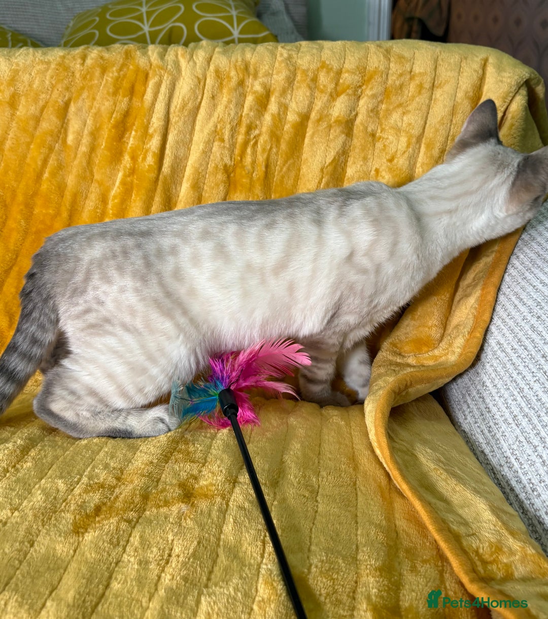 Bengal cats for sale: Breathtaking rare polydactyl snow leopard  - Advert 2