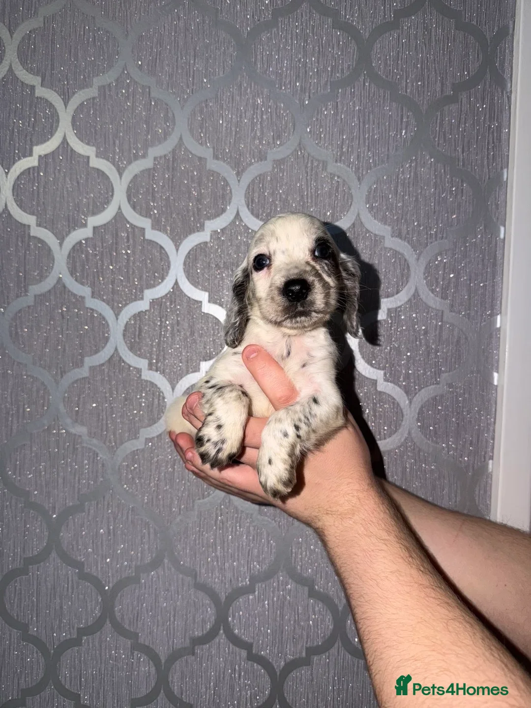 Cocker Spaniel dogs for sale: Beautiful cocker spaniel puppy’s for sale  - Advert 13