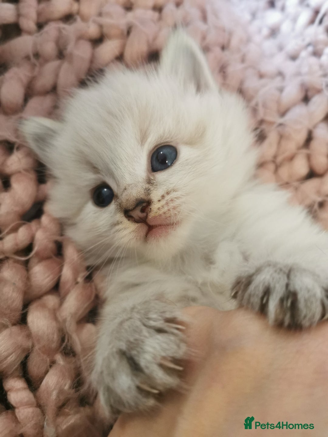 Ragdoll cats for sale: Full ragdoll kittens flame and seal  - Image 7