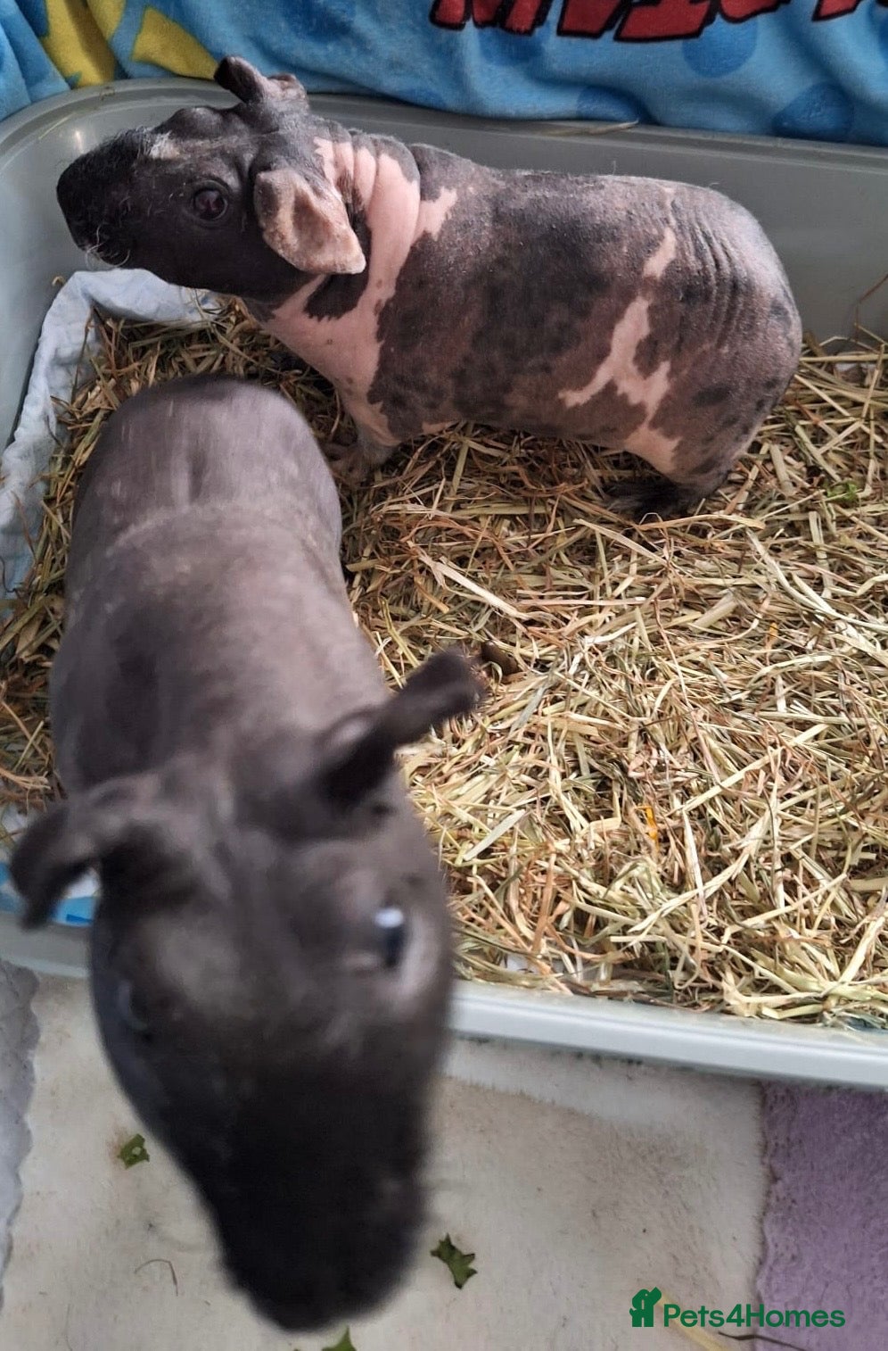 Guinea Pig rodents Two male skinny pigs and cage etc  - Advert 2