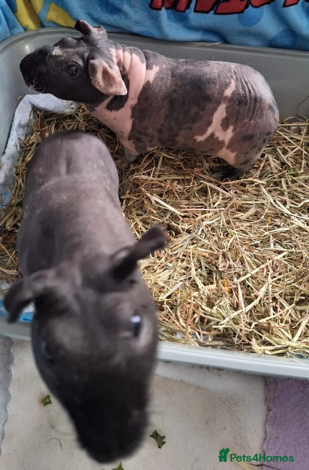Guinea Pig rodents for sale: Two male skinny pigs and cage etc  in Hyde - Advert 2