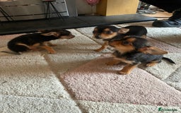 Chorkie dogs for sale: Chorkie Puppies For Sale - Image 10