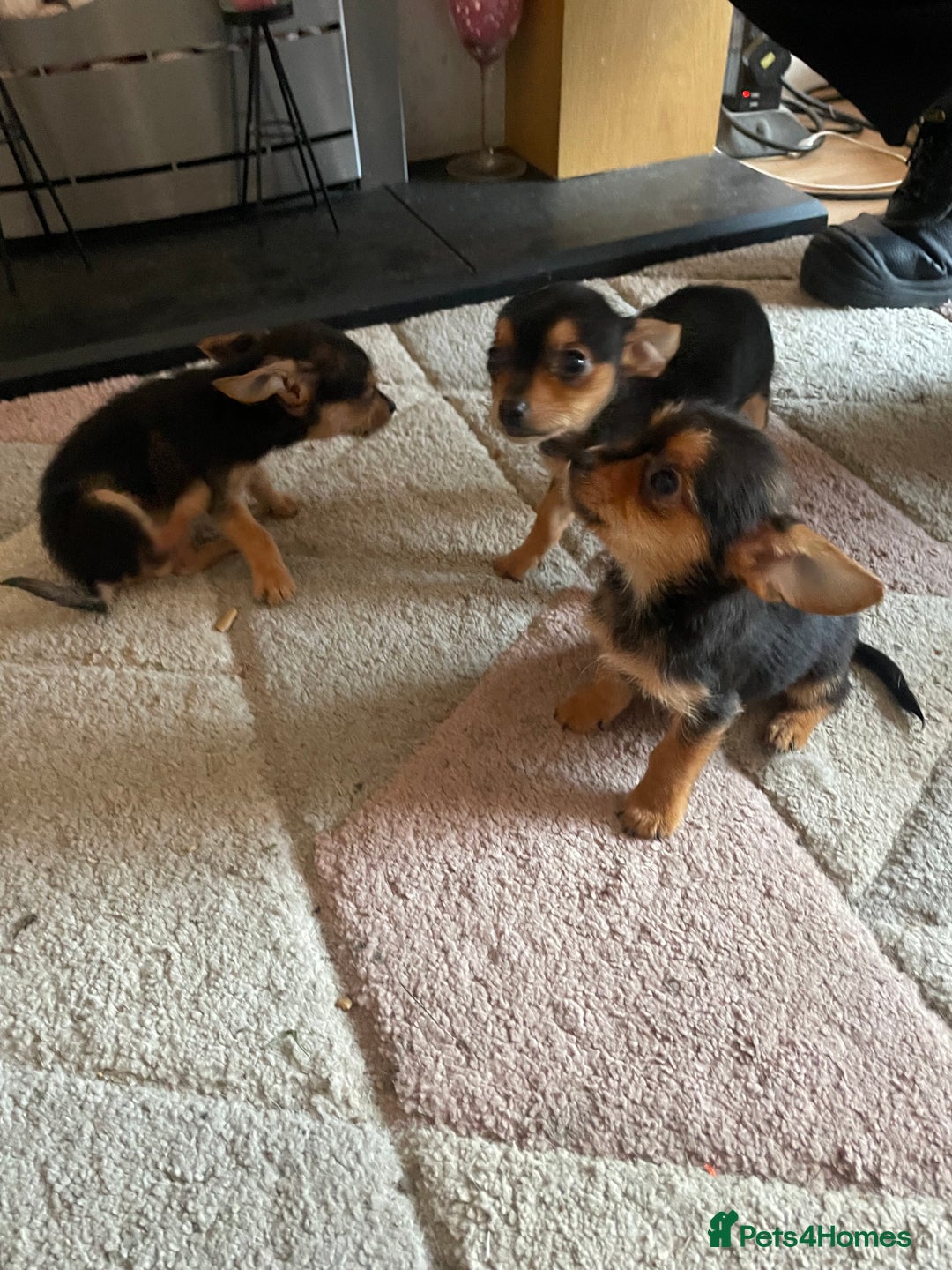 Chorkie dogs for sale: Chorkie Puppies For Sale - Image 10